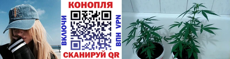 Бошки Шишки сатива Тула